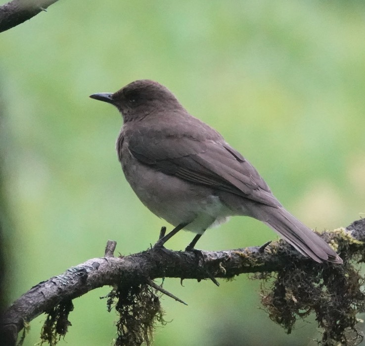 Thrush, Black-billed