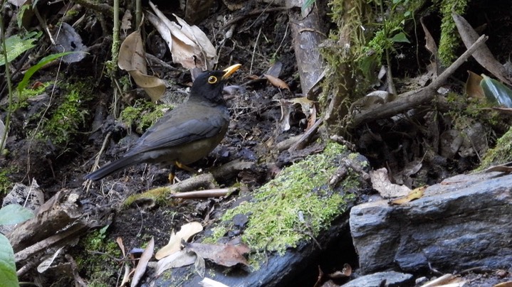 Thrush, Black-hooded (Colombia) 6