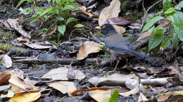 Thrush, Black-hooded (Colombia) 4