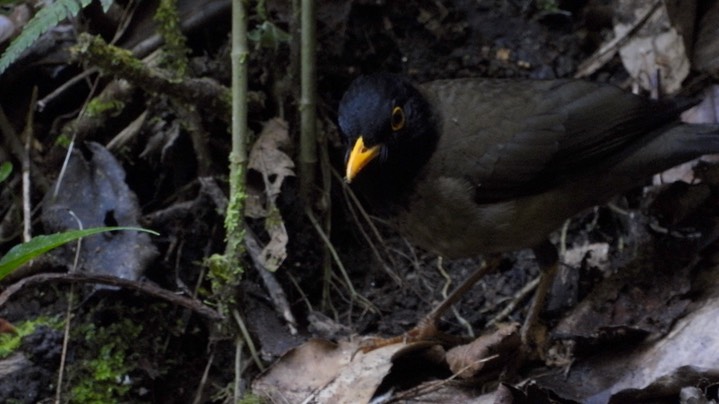 Thrush, Black-hooded (Colombia) 7