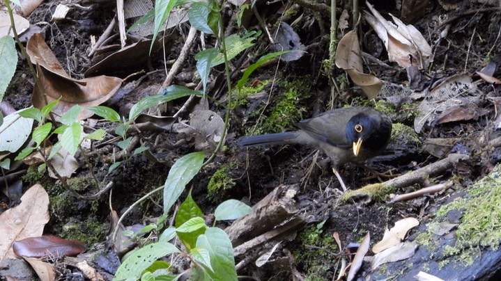 Thrush, Black-hooded (Colombia) 5