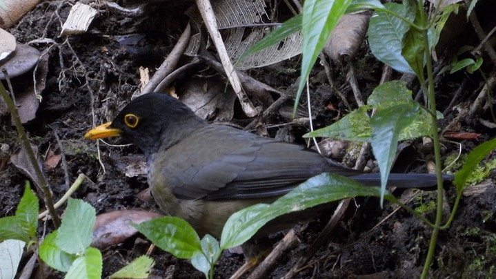 Thrush, Black-hooded (Colombia) 1