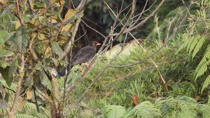 Thrush, Glossy-black (Cerro Montezuma, Colombia) 5