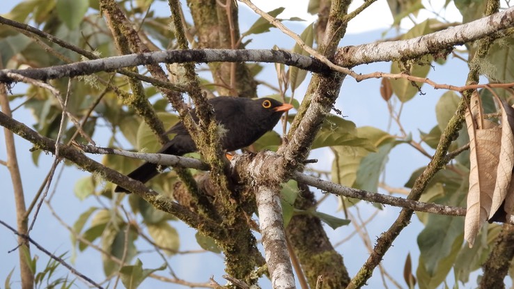 Thrush, Glossy-black (Cerro Montezuma, Colombia) 2