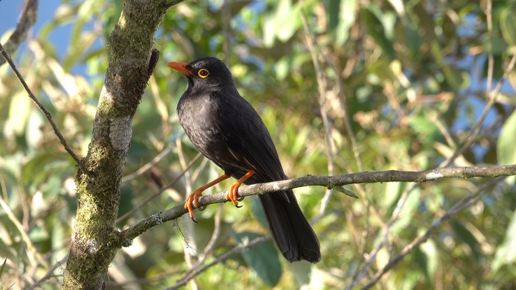 Thrush, Glossy-black (Cerro Montezuma, Colombia) 1