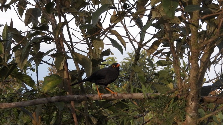 Thrush, Glossy-black (Cerro Montezuma, Colombia) 3