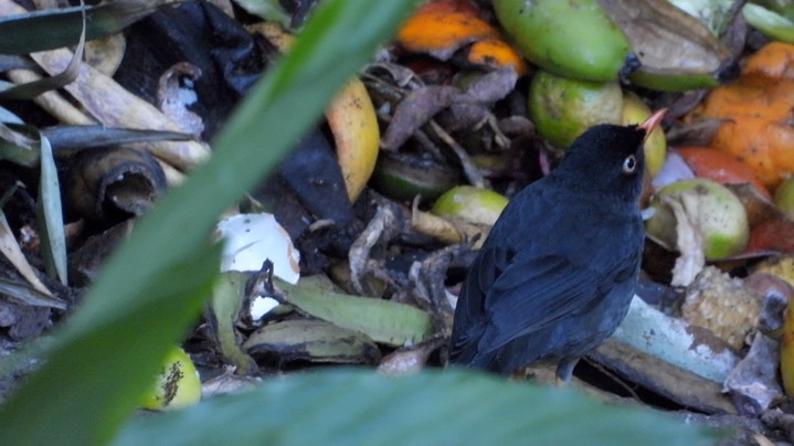 Thrush, Pale-eyed (Colombia) 1