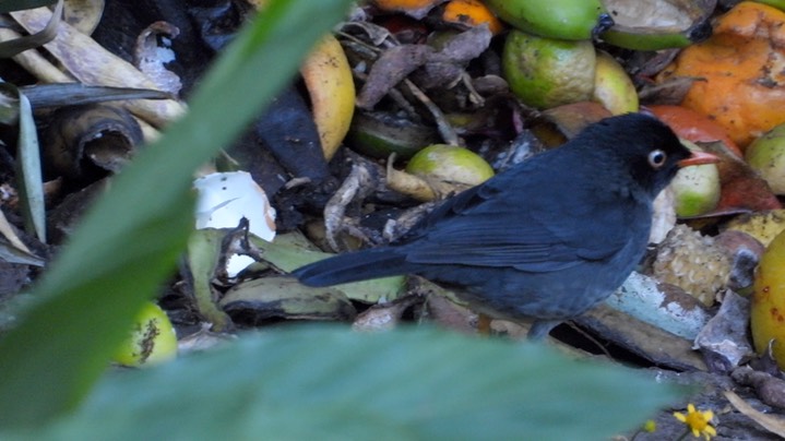 Thrush, Pale-eyed (Colombia) 2