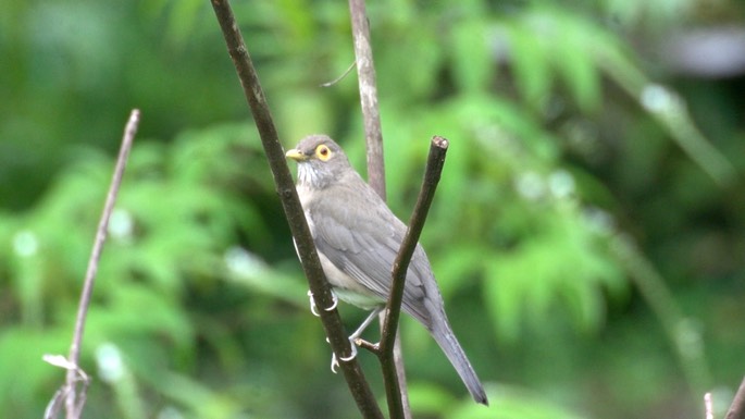 Thrush, Spectacled 1