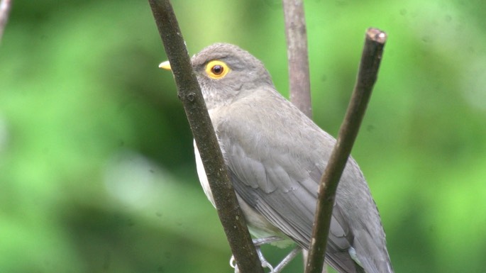 Thrush, Spectacled 2