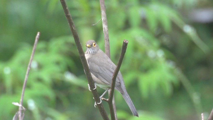 Thrush, Spectacled