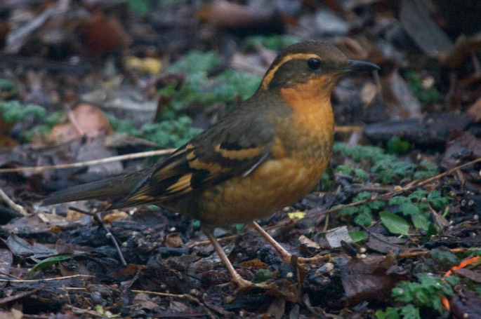 Thrush, Varied