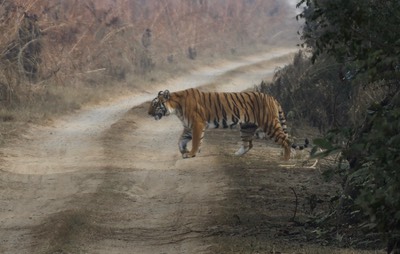 Corbett National Park, India