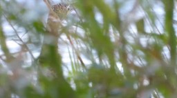 Tiger-Heron, Bare-throated