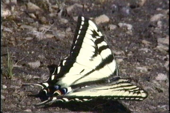 Tiger-Swallowtail, Pallid 2