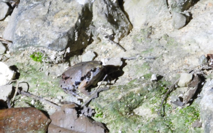 Toad, Sheep. Hypopachus varioiosus