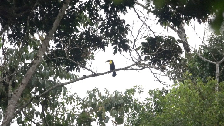 Toucan, Choco (Cerro Montezuma, Colombia)