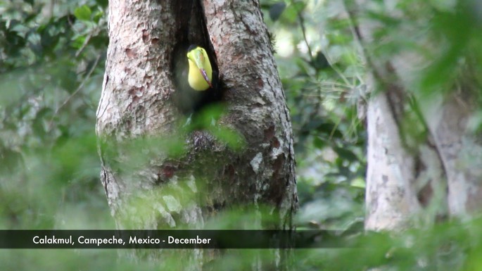 Toucan, Keel-billed 2