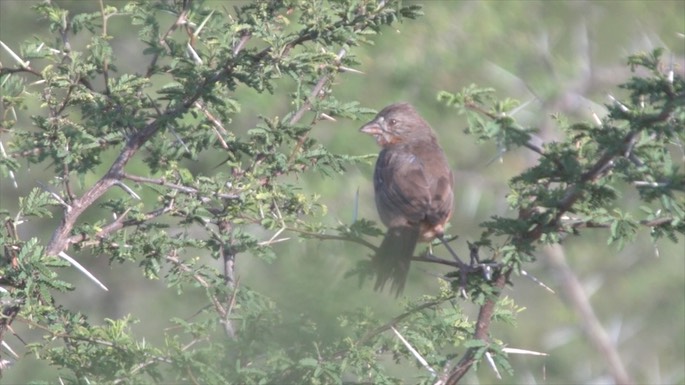 Towhee, White-throated 1