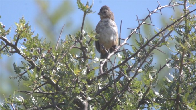 Towhee, White-throated