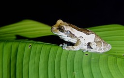 Treefrog, Veined. Trachycephalus venulosus2