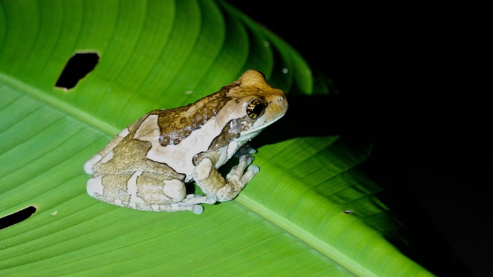 Treefrog, Veined. Trachycephalus venulosus