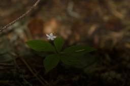 Trientalis latifolia, Broad-leaf Starflower2