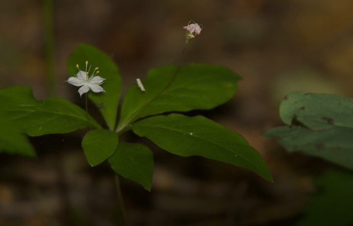 Trientalis latifolia, Broad-leaf Starflower