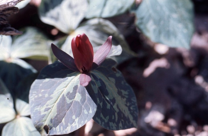 Trillium cuneatum801