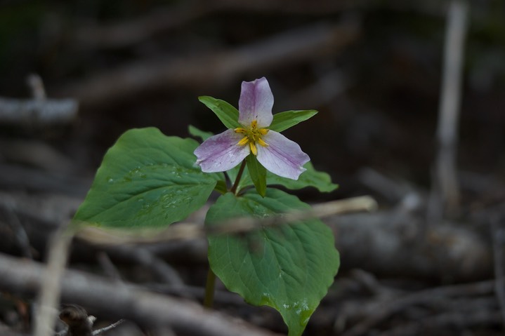 Trillium ovatum 4