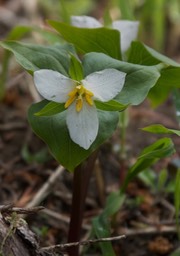 Trillium ovatum 6