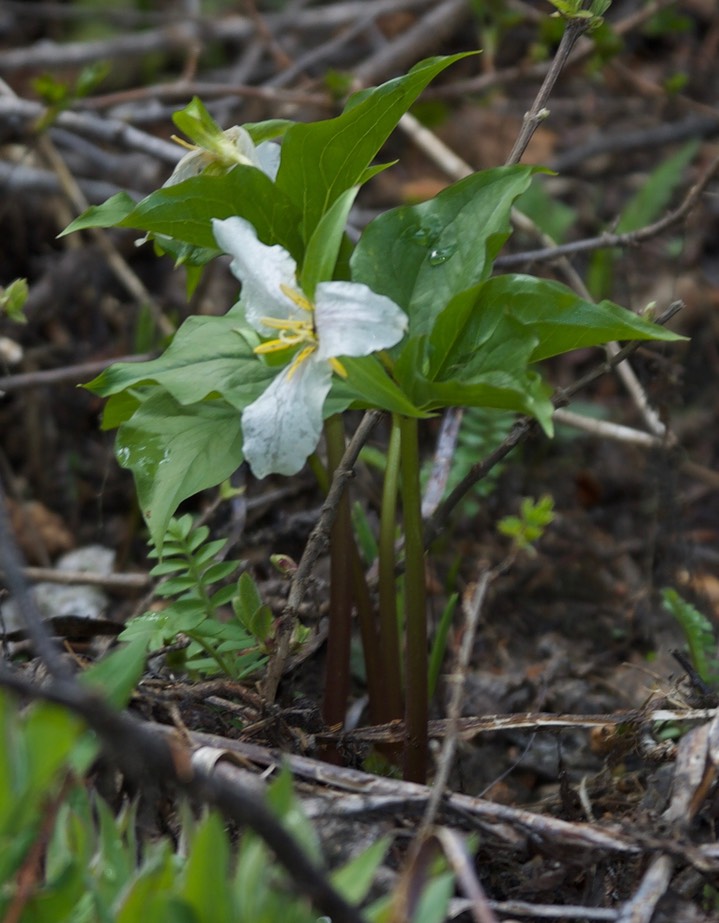 Trillium ovatum var ovatum3