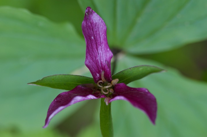 Trillium ovatum var ovatum 1