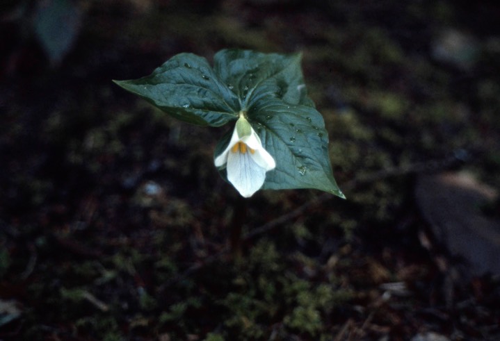 trillium449