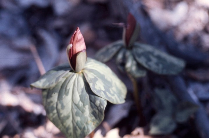 trillium805