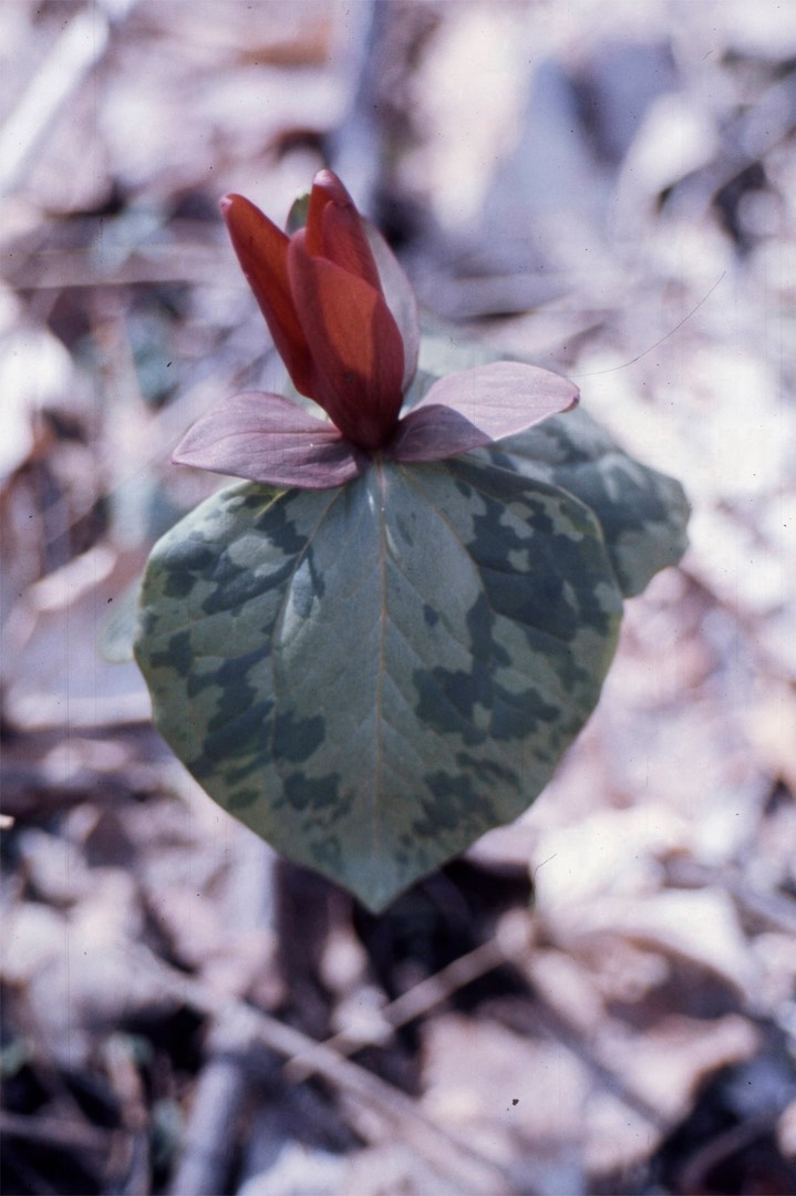 trillium809