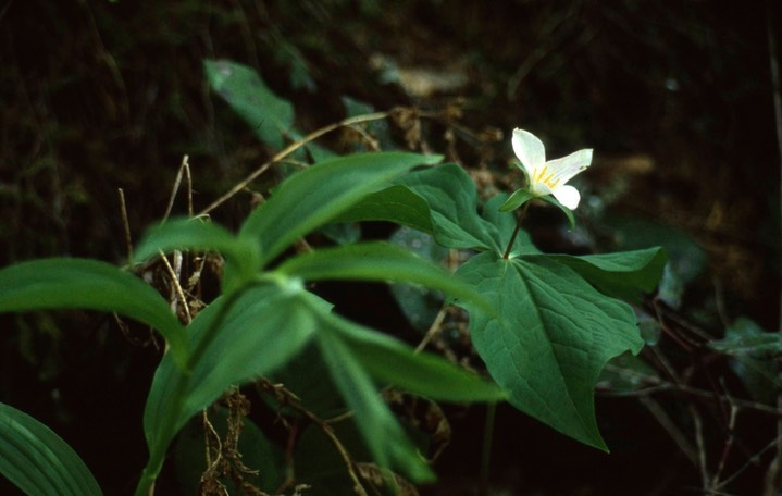 trillium817