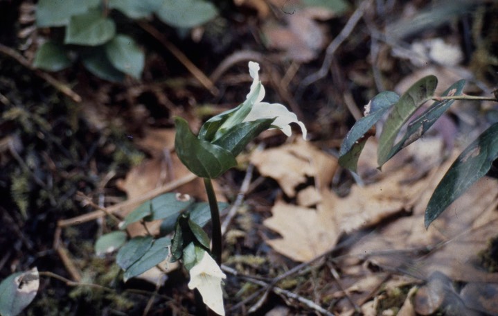 trillium821