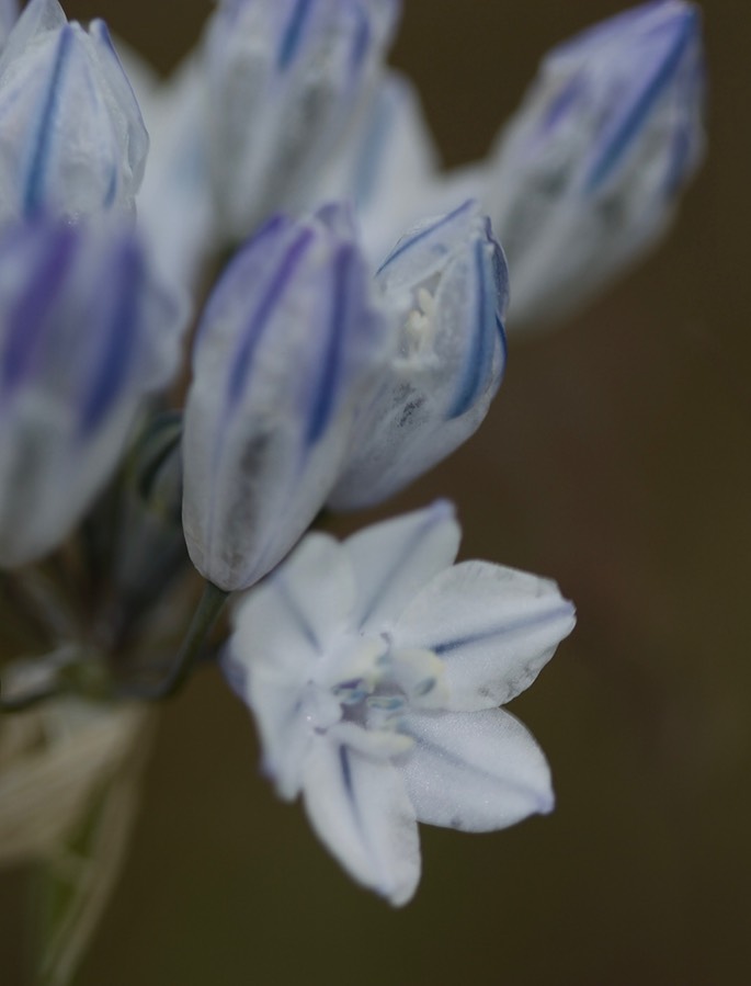 Triteleia grandiflora, Large-flowered Onion, Rowena Dell, Columbia River Gorge, Oregon2