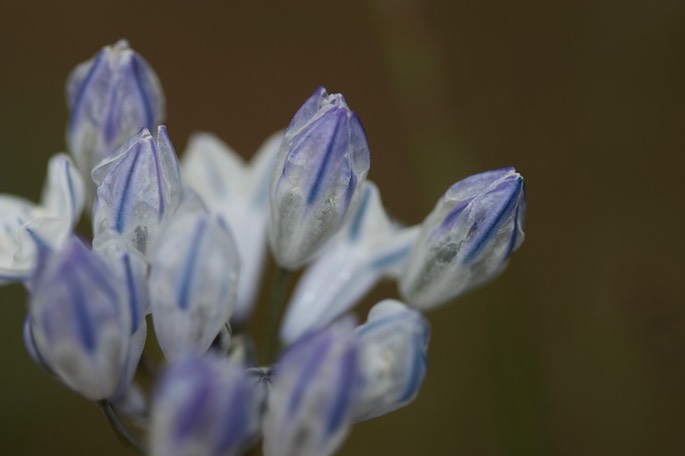 Triteleia grandiflora, Large-flowered Onion, Rowena Dell, Columbia River Gorge, Oregon1