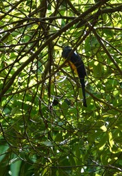 Trogon, Black-headed  Trogon melanocephalus