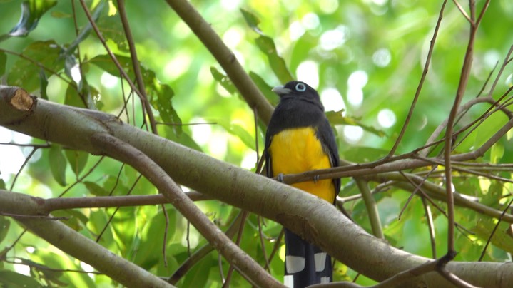 Trogon, Black-headed (Belize - 2021) b