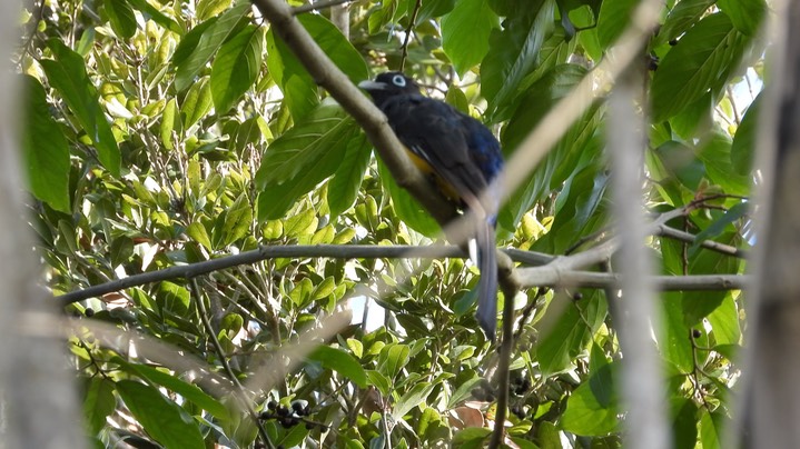 Trogon, Black-headed (Belize - 2021) a