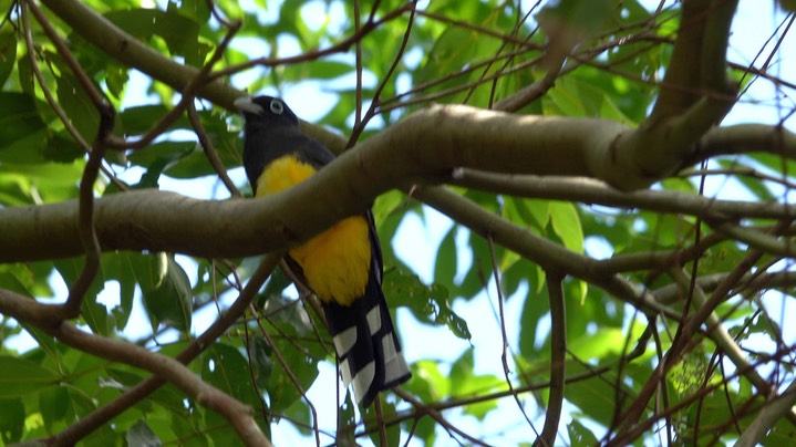 Trogon, Black-headed (Belize - 2021) c