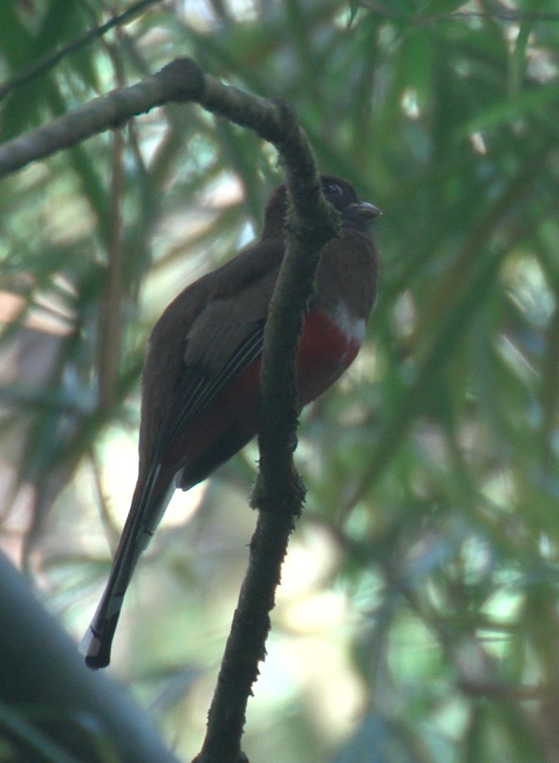 Trogon, Collared 1