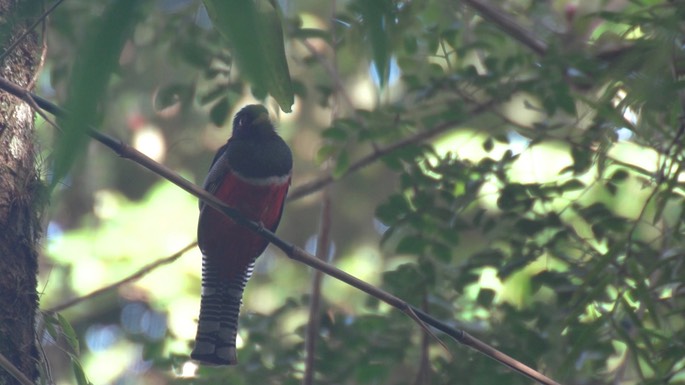 Trogon, Collared 2