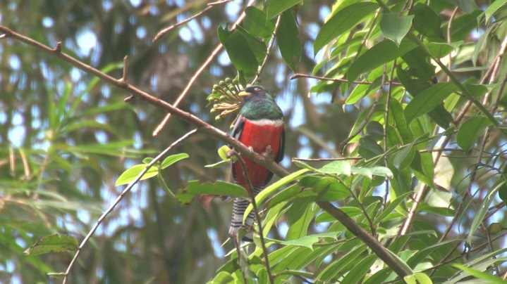 Trogon, Collared