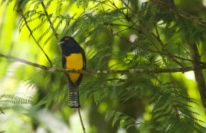 Trogon Guianan - Trogon violaceus - Asa Wright Nature Center, Trinidad1