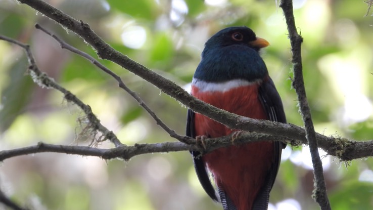 Trogon, Masked 1 (Cerro Montezuma, Colombia)