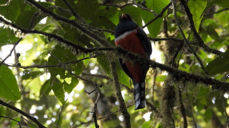 Trogon, Masked (Cerro Montezuma, Colombia) 1